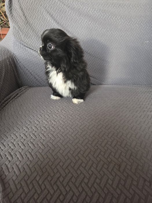 Pekińczyk pekińczyk