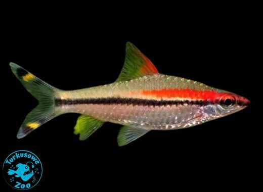 Rybka akwariowa BRZANKA DENISONII, Sklep Akwarystyczny Turkusowe Zoo