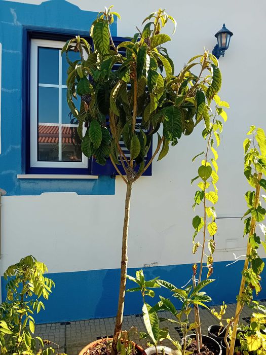 Nespereira com cerca de 1.70/1.80m