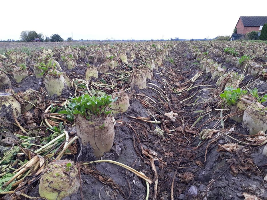 Buraki pastewne sprzedam