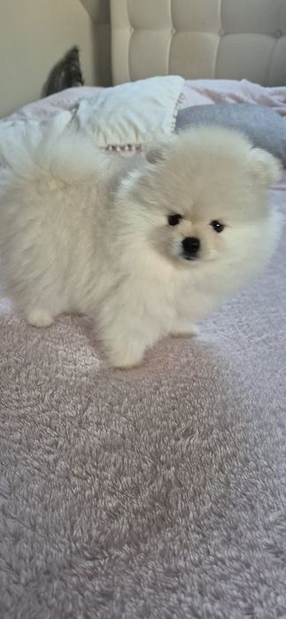 Szpic miniaturowy Pomeranian FCI Suczka