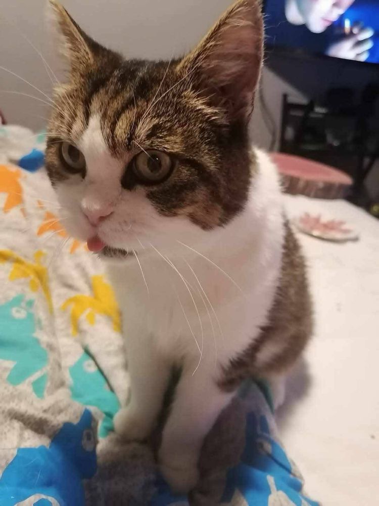 Kotek do adopcji