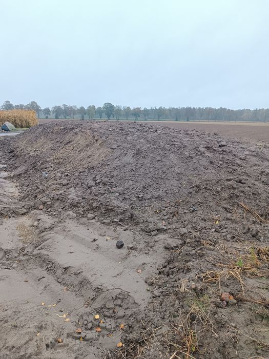 Kiszonka z kukurydzy