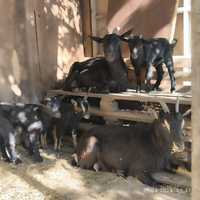 Камерунські карликові кози