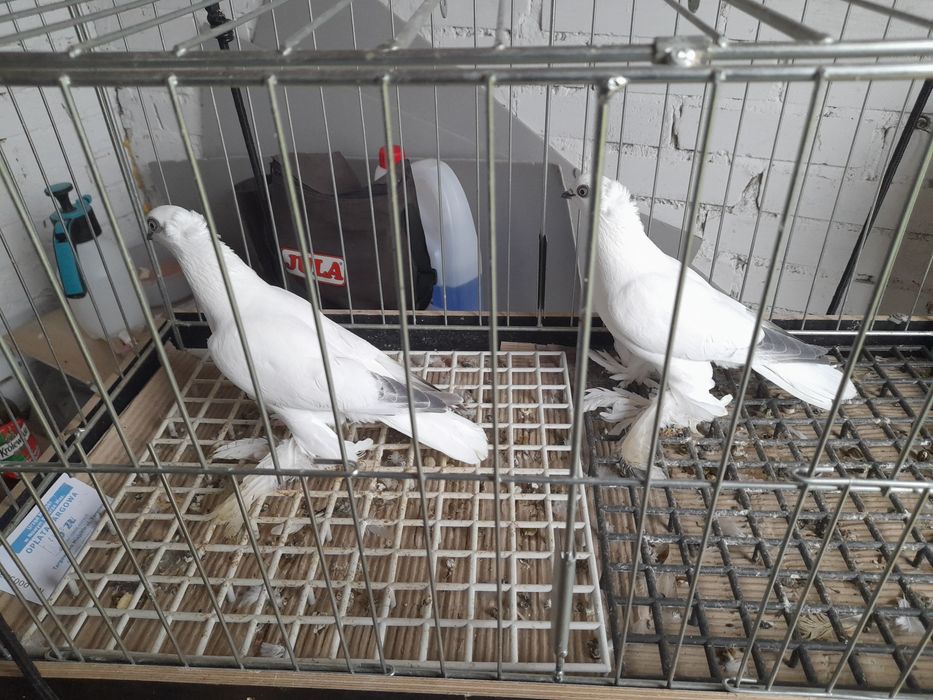 Gołębie ozdobne winery