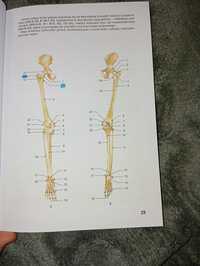 Mały atlas anatomiczny PZWL najnowsze wydanie