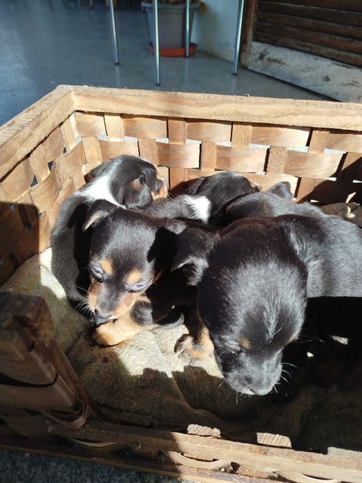 Cães porte pequeno para dar