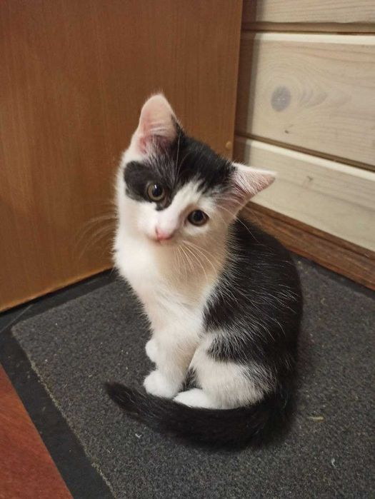 Котята ищут дом, мальчик и девочка (2 месяца)