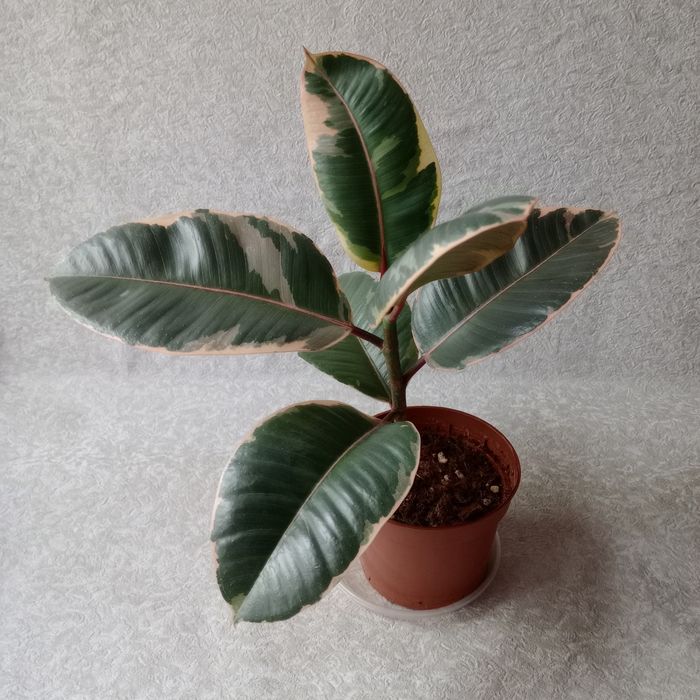 Фікус 'Беліз' (Ficus 'Belize'), 30 см. ОЛХ-доставка/самовивіз

Продам
