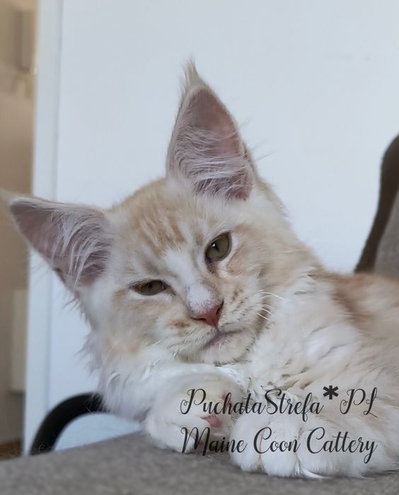 Maine coon rodowód Fife Fpl