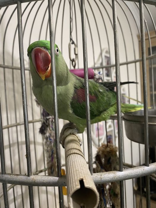 Продається олександрійський віком три роки .