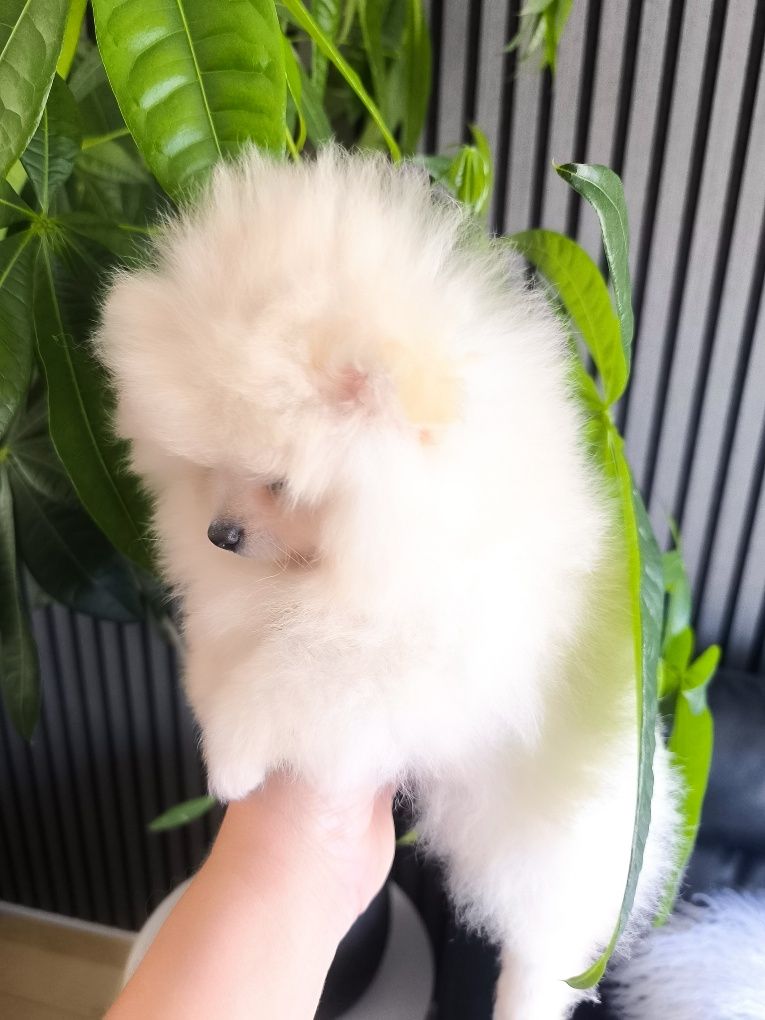 Spitz Anão/ Lulu da Pomerânia  Mini.