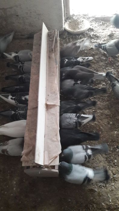 Sprzedam stare gołębie pocztowe po lotach