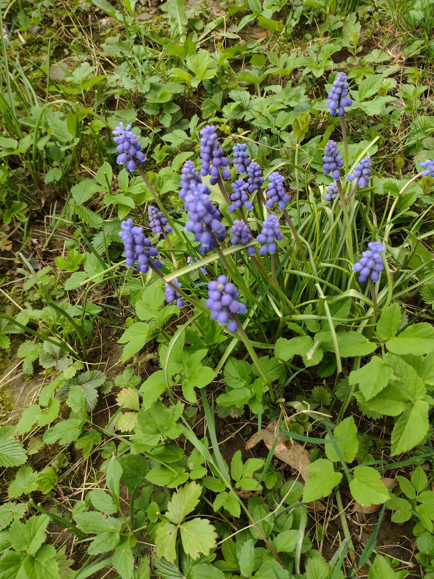 sadzonki dzwonek wiesiołek chryzantema irys i inne byliny