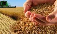 Продам пшеницу  урожай2021