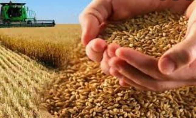 Продам пшеницу  урожай2021