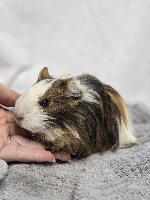 Морские свинки разных пород