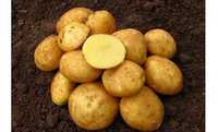 Ziemniaki kartofle na oborniku, Winieta Bellarosa od rolnika