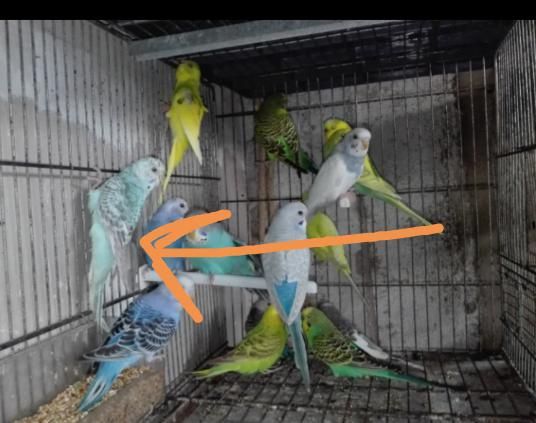 Vendo bengalins sexados boas amas