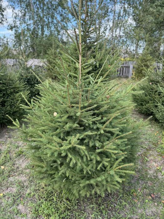 Продам рослини, туя брабант, смарагд, сосна кримська, сосна звичайна.