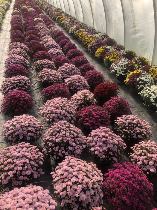 Chryzantemy na Wszystkich Świętych