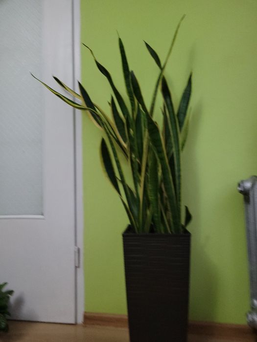 Piękny duży kwiat Sanseveria wraz z dużą  donica