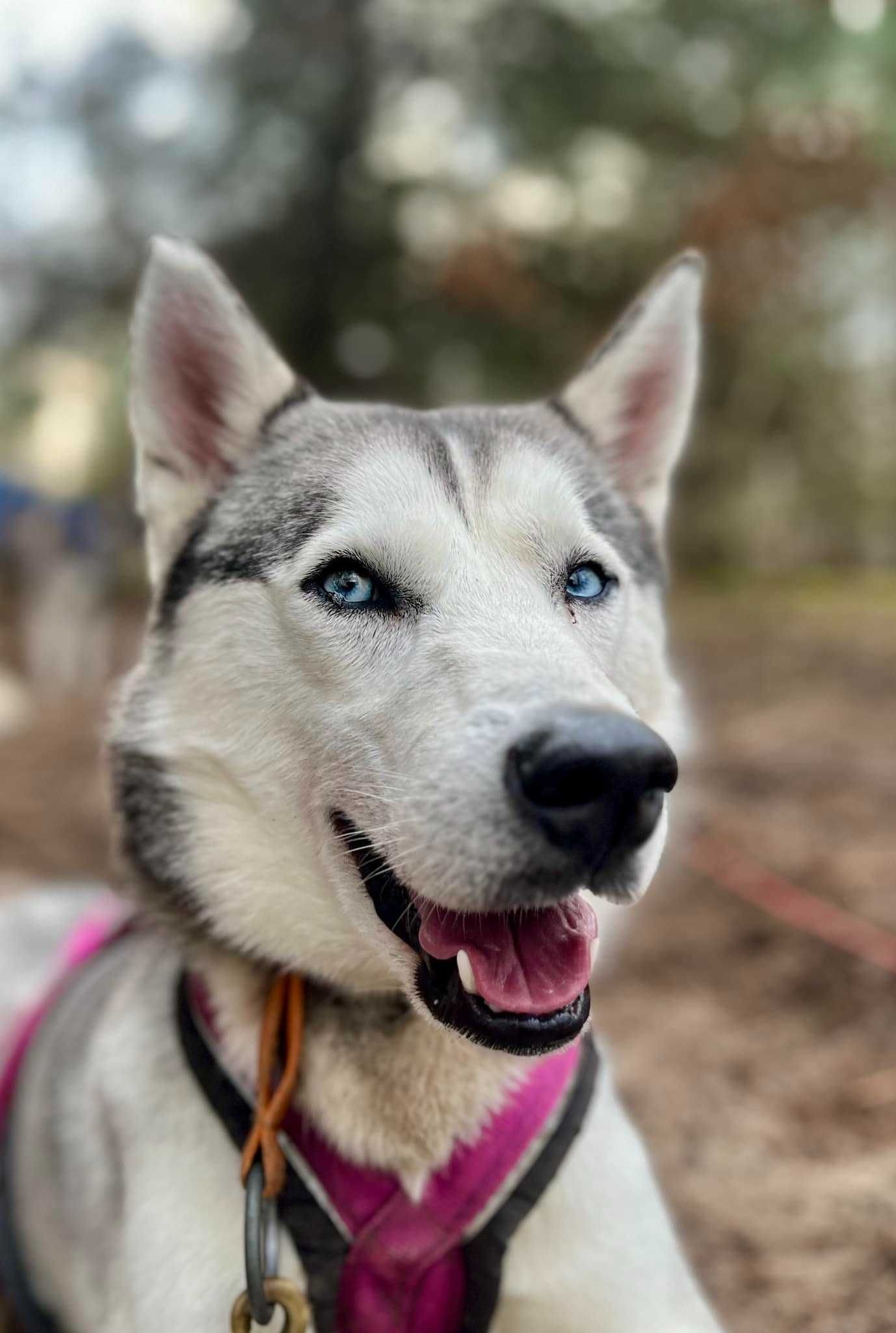 Siberian Husky WENA czarna piękność do kochania i biegania