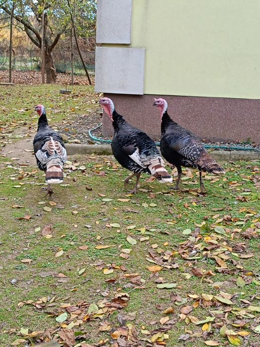 Sprzedam 2  Indory tegoroczne