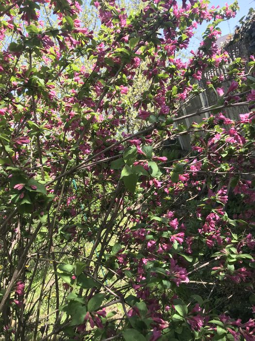 Многолетние цветы и кустарники.  Мордовник   Эпимедиум. Физостегия.  .