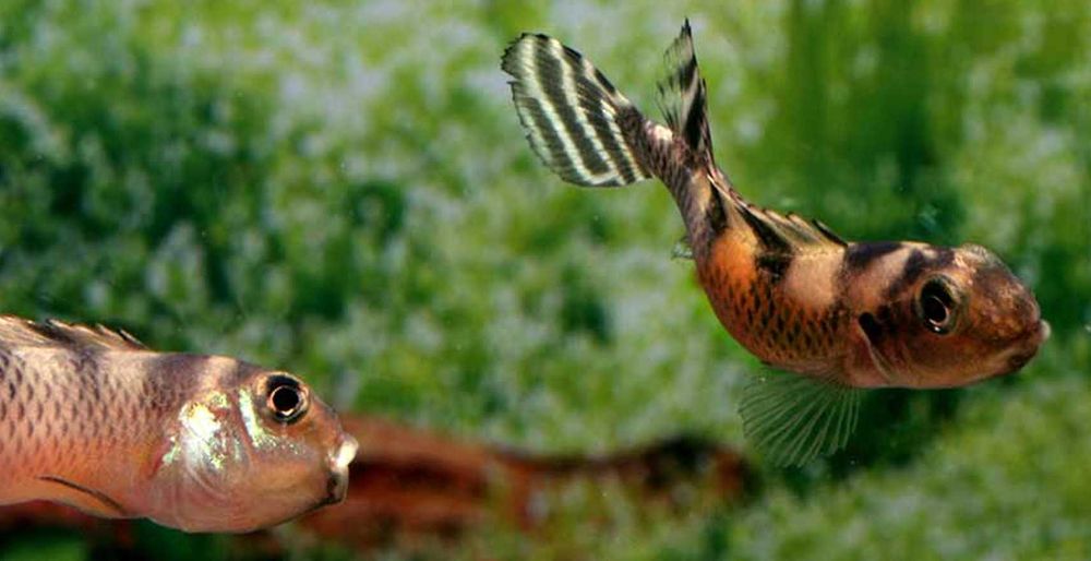 Barwniak transvestitus - Nanochromis transvestitus - dowóz, wysyłka