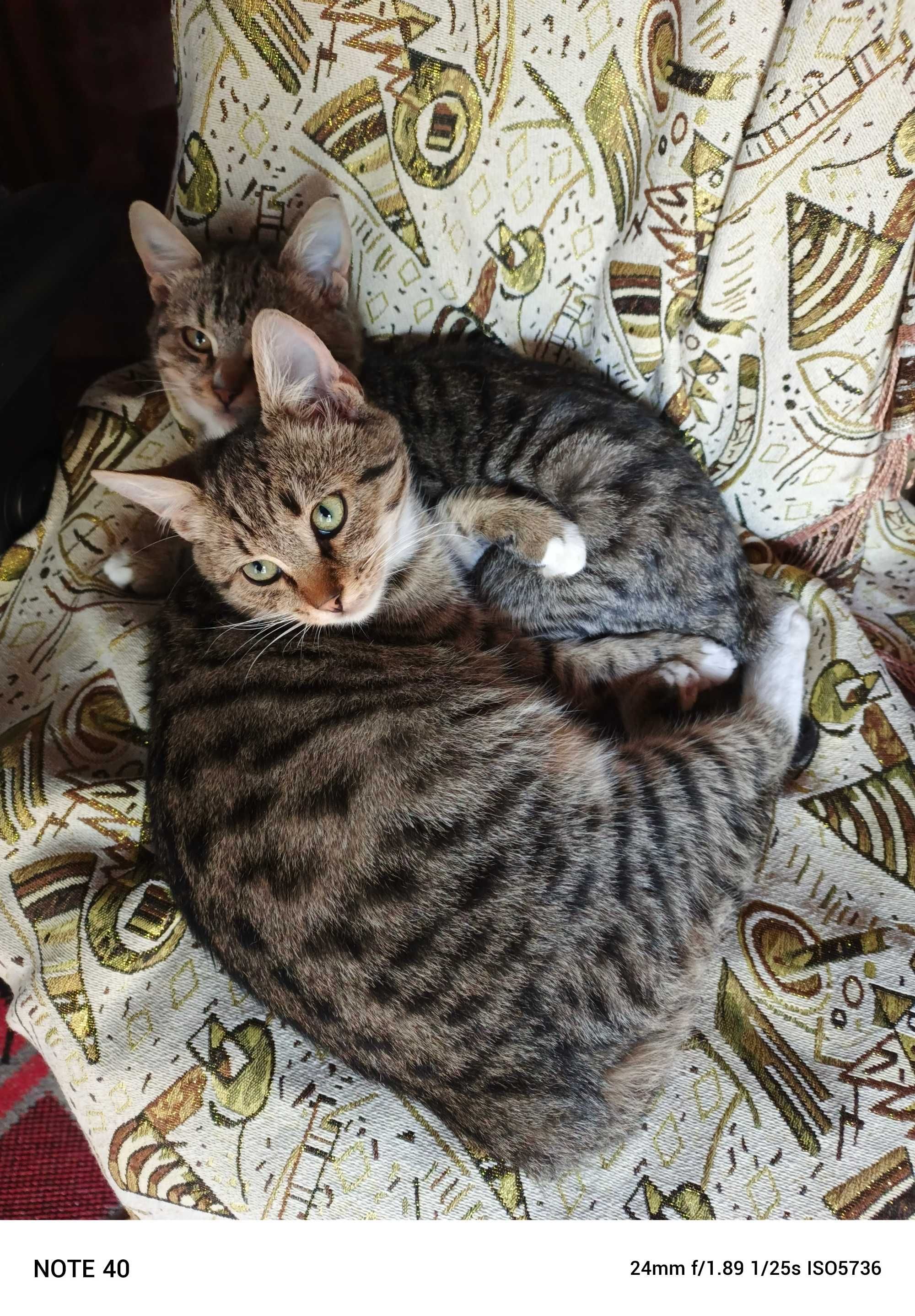 Котик, кішка, молоді (3-4 місяці)
