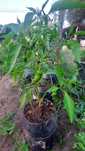 Planta malagueta piripiri, gardênia