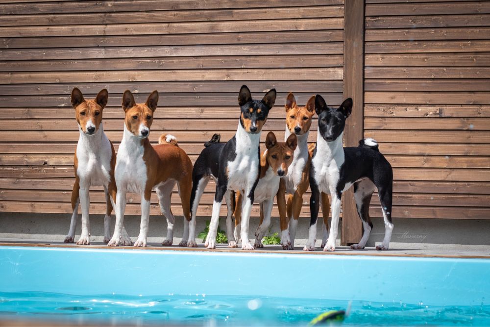 Basenji – zapowiedź miotu w hodowli zarejestrowanej w ZKwP/FCI