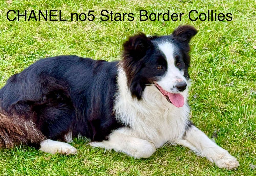 Border Collie  piesek FCI