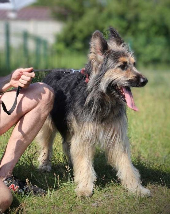 duży, młody, przyjazny dla ludzi pies czeka na dom