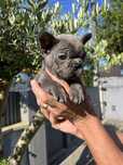 Femea bulldog frances bue