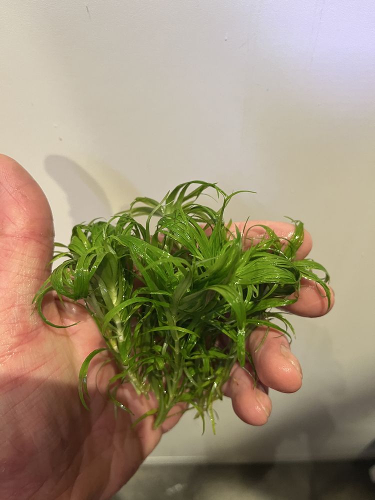Syngonanthus Macrocaulon (Tonina Belem) - 6-10 cm