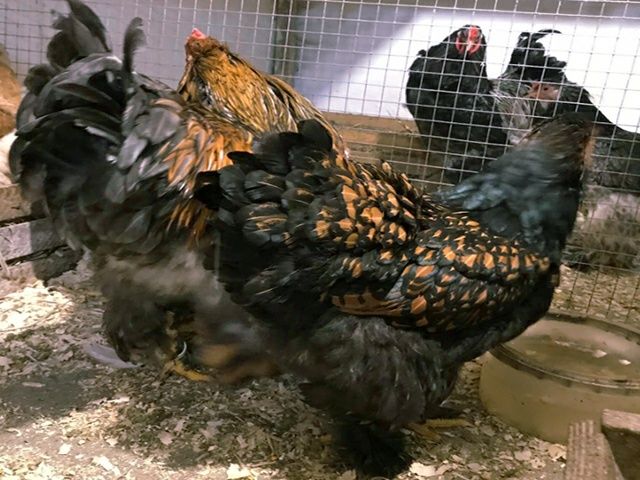 Інкубаційне яйце кур, курчата Брама Золото, Мармур.