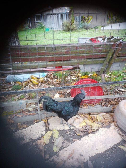 Koguty Ayam Cemani półroczne 4 sztuki