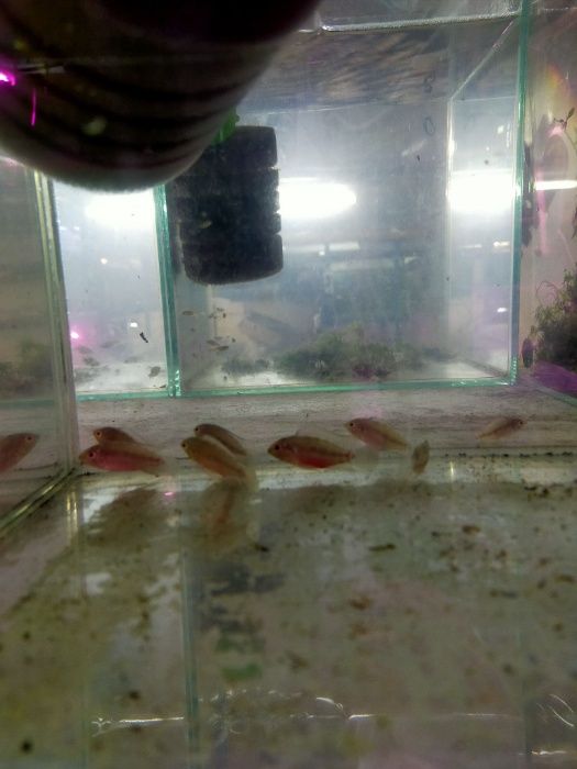 Pielęgniczka krasnopręga - Apistogramma hongsloi