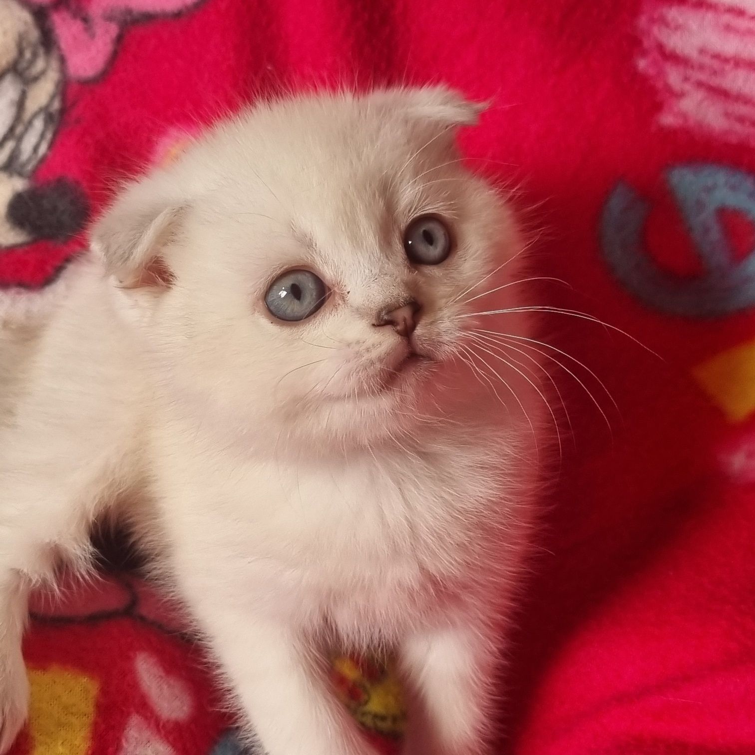 Срочно цена снижена  шикарные шотландские котики!