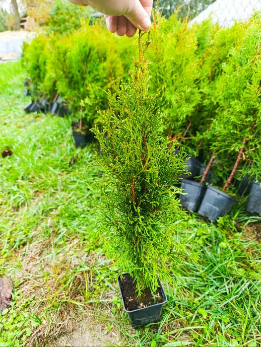 Tuje szmaragd ,50-60cm wys.