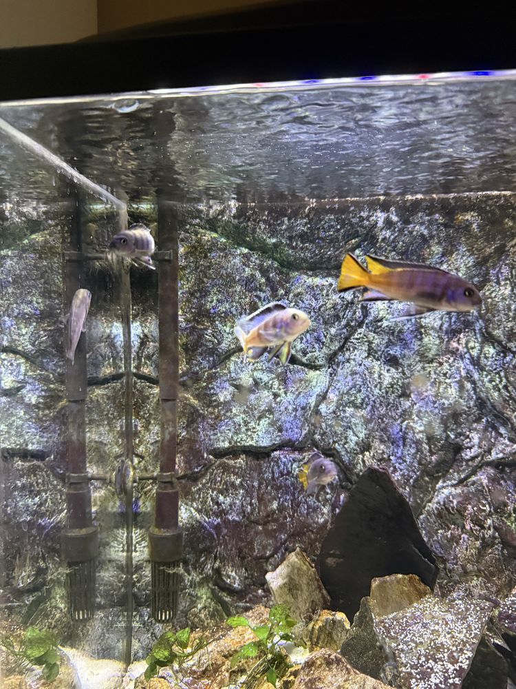 Pseudotropheus sp. "elongatus mpanga