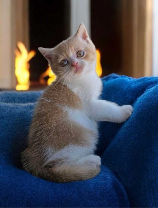 British Shorthair bicolor creme com Lop