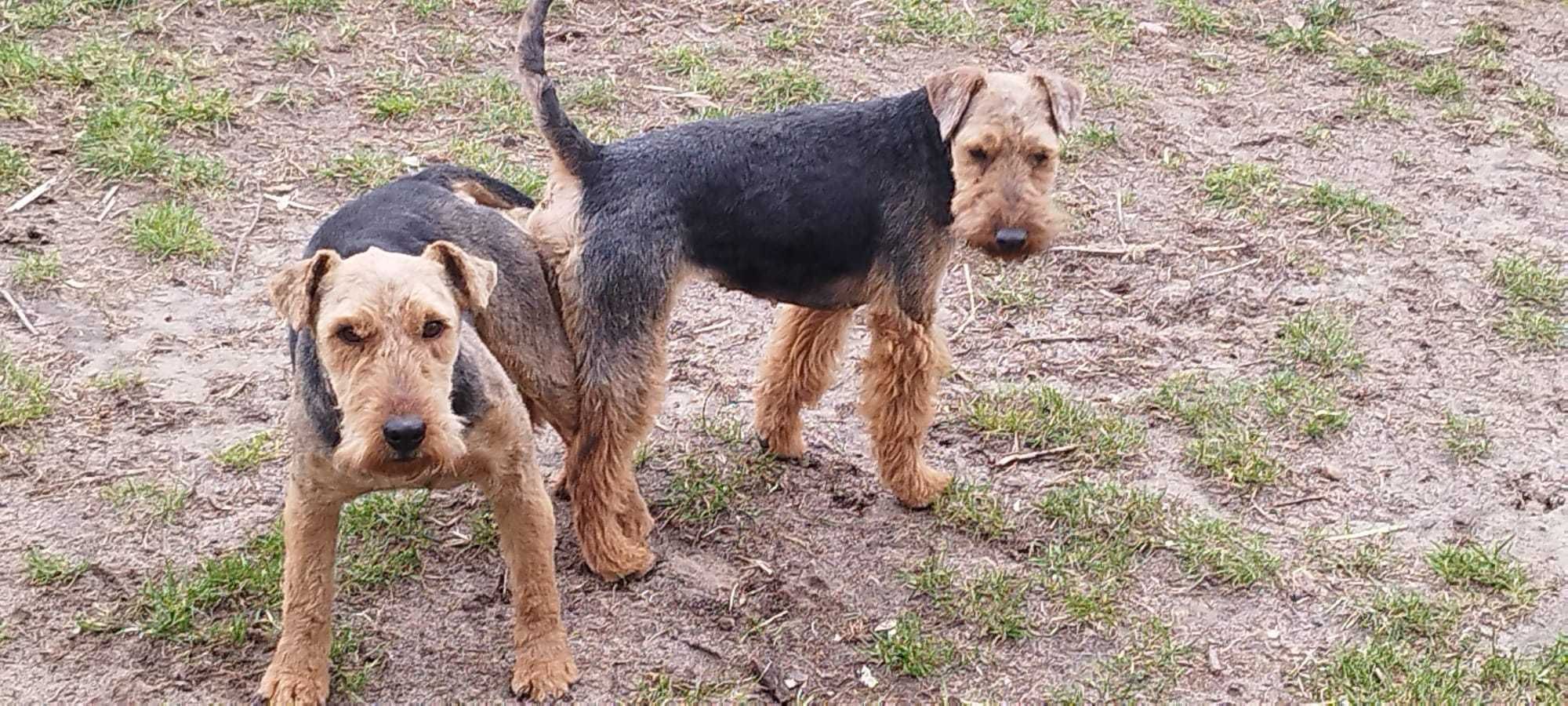 Terier Walijski - Welsh Terrier-  pies  ( FCI )