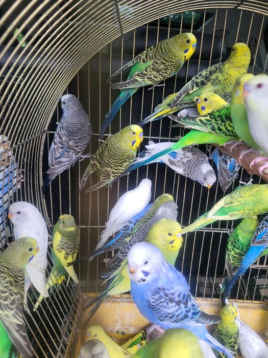 Papugi faliste młodziutkie nowe kolory