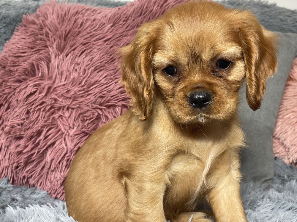Cavalier King Charles Spaniel