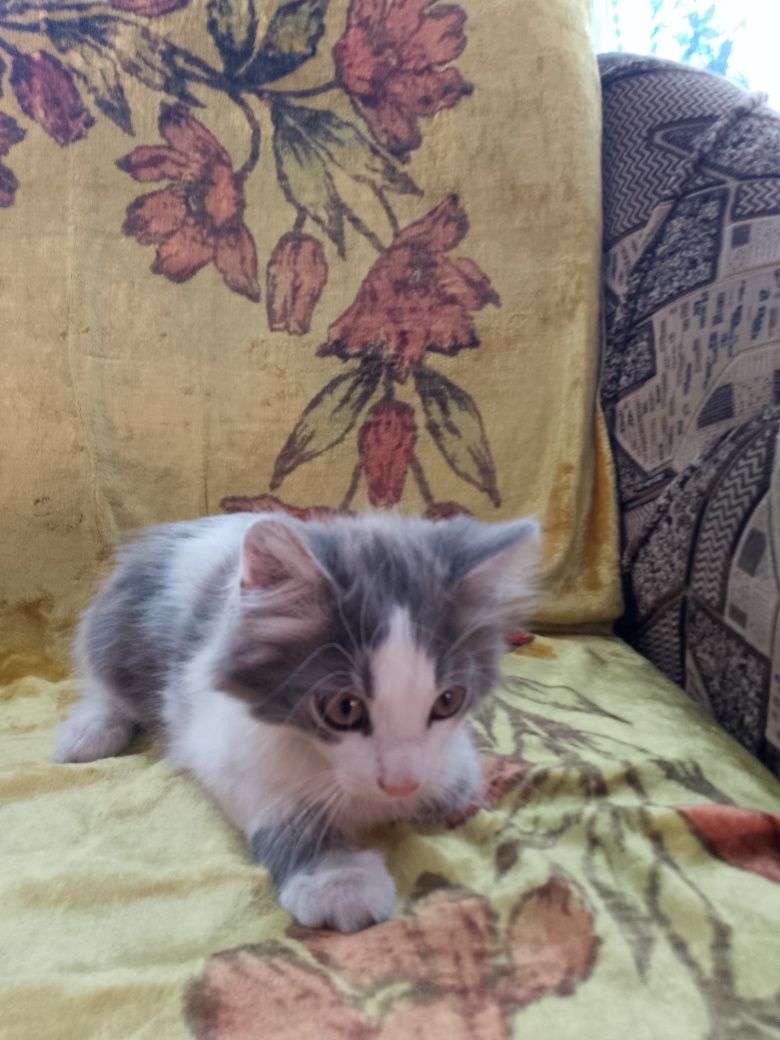 Віддам котика безкоштовно