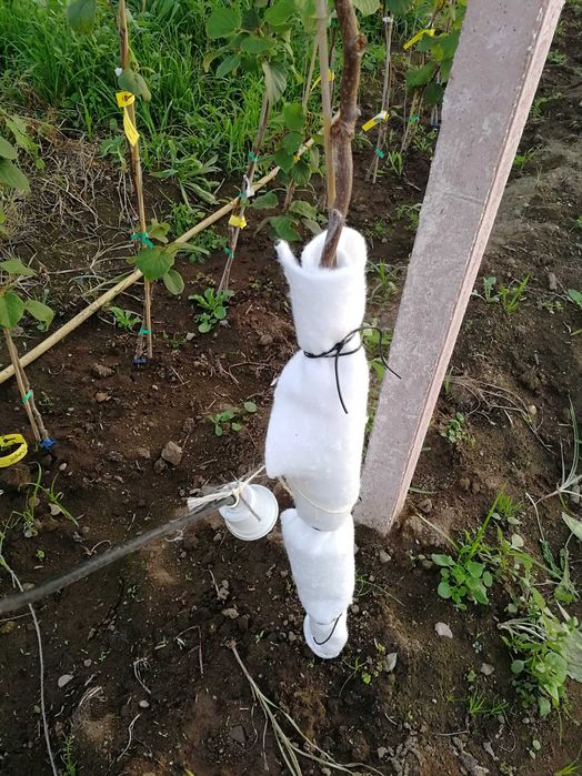 Proteção de troncos das plantas, manta geotêxtel