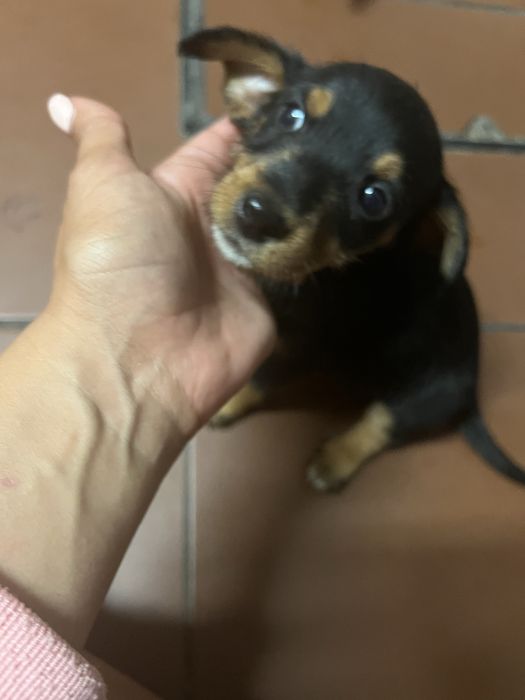 Dá-se bebé de 7 semanas a pessoa responsável